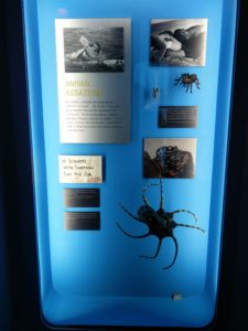 A selection of "animals" that had been used in the films "License to Kill", "Octopussy" and "Never Say Never Again"