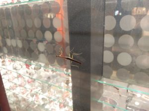 Another praying mantis on a shop window